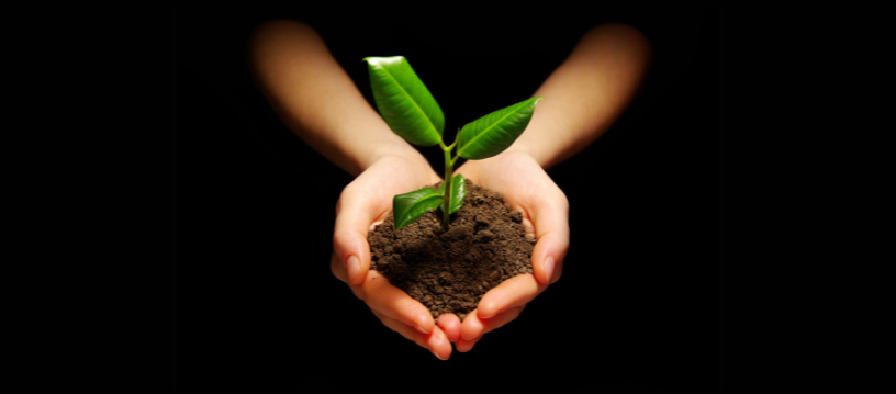 two hands cupped holding soil and a small plant