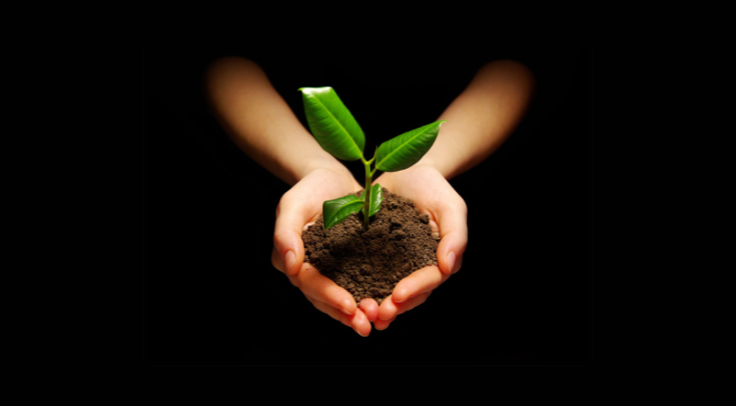 two hands cupped holding soil and a small plant